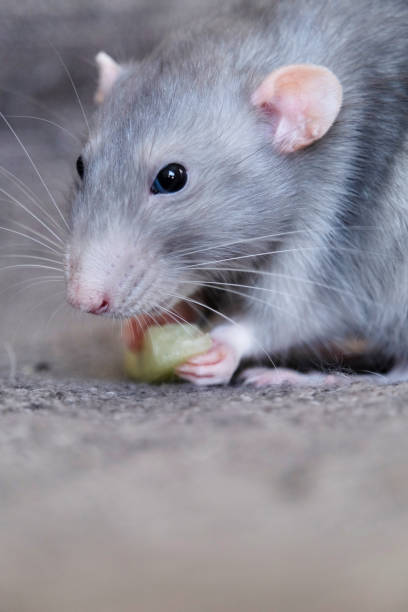 istock little cute rat on gray couch 2187407261