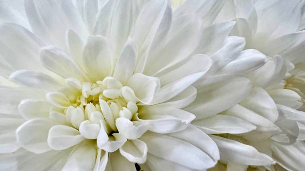 istock Close up white chrysanthemum water drops white background 2187408087