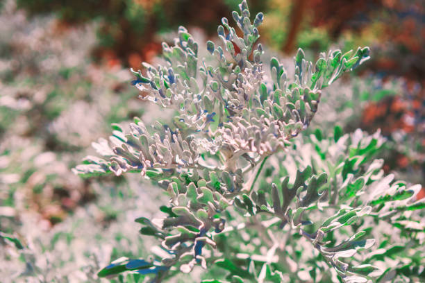 Plant with silvery finely divided leaves. Leaves have a delicate, almost lace-like appearance, and the plant appears to be thriving in a natural outdoor setting.