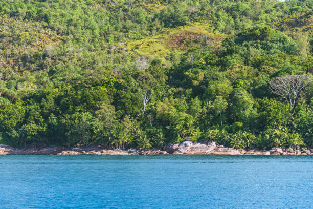 istock Beautiful Coastal Rainforest At The North Coast 2187411127