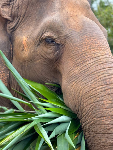 istock Wild Elephants in Thailand, Asia 2187411355