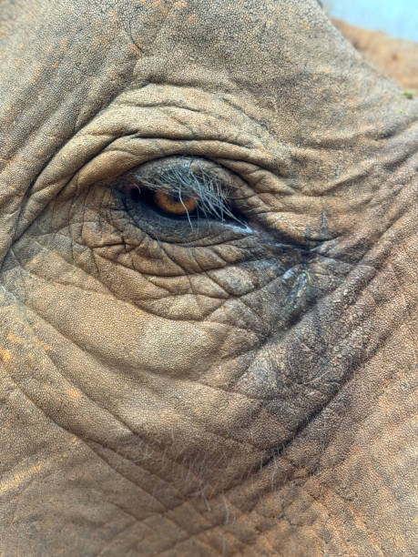 istock Wild Elephants in Thailand, Asia 2187411365