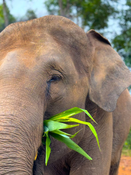 istock Wild Elephants in Thailand, Asia 2187411373