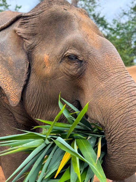 istock Wild Elephants in Thailand, Asia 2187411379