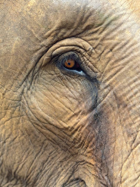 istock Wild Elephants in Thailand, Asia 2187411382