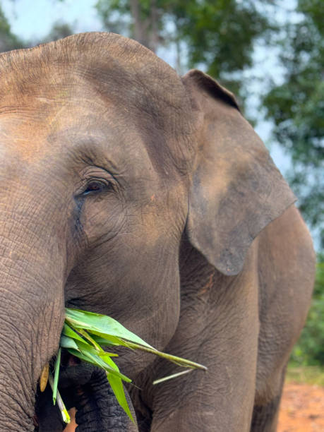 istock Wild Elephants in Thailand, Asia 2187411398