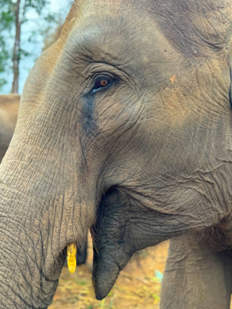 istock Wild Elephants in Thailand, Asia 2187411423