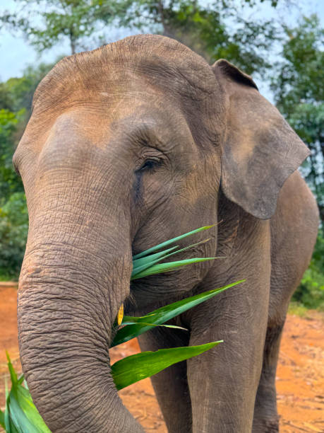 istock Wild Elephants in Thailand, Asia 2187411429