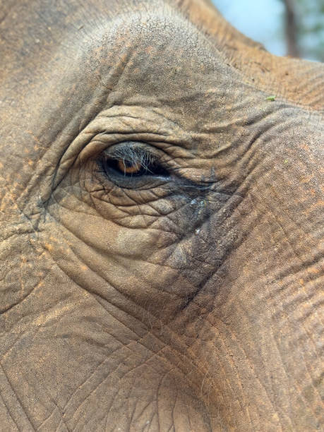 istock Wild Elephants in Thailand, Asia 2187411456