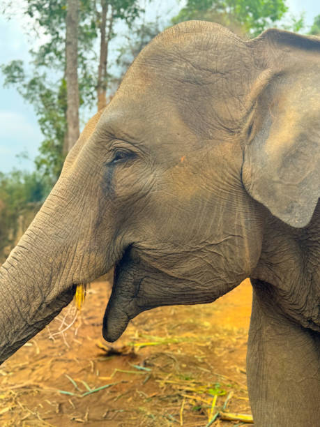 istock Wild Elephants in Thailand, Asia 2187411470