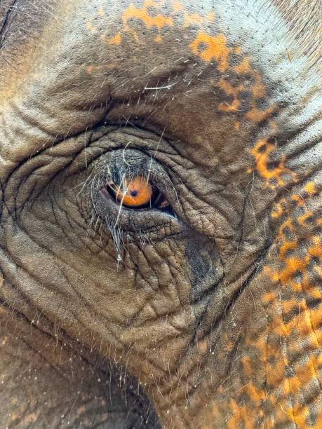 istock Wild Elephants in Thailand, Asia 2187411582