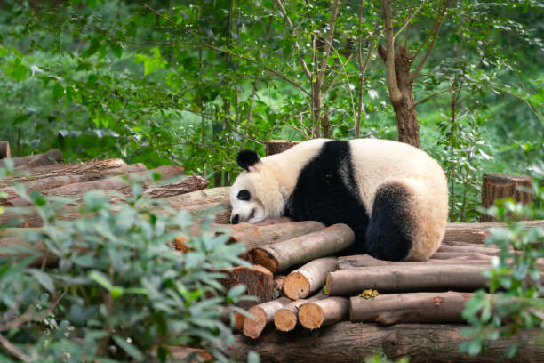 Free picture: wildlife, panda, nature, wood, animal, tree