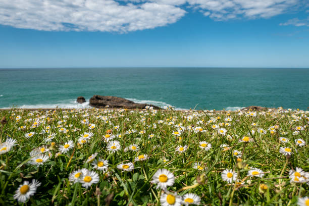 A sea of golden coreopsis frames the view up the coast from Zuma to Sequit Point from Point Dume Nature Preserve