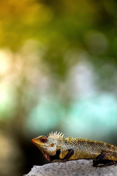 istock Colorful lizard on a rock with blurred background. 2187412449