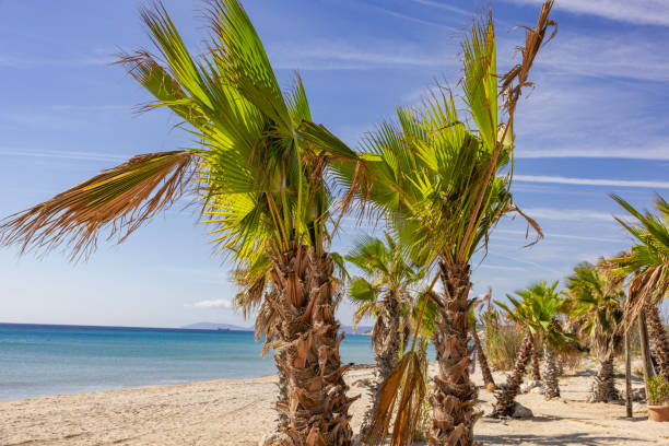 Palm trees and white sand in a tropical beach