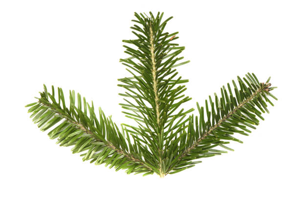 istock Spruce branch isolated on white background. High resolution photo. 2187416715