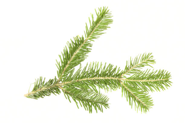 Spruce branch isolated on white background. High resolution photo. Full depth of field.