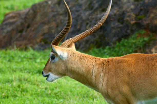 Cobo Lichi antelope, calmly resting and eating outdoors in nature