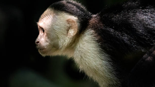 istock White-faced capuchin monkey observing the surroundings in costa rica 2187416929
