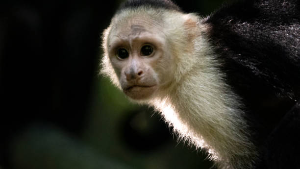 istock White-faced capuchin monkey staring in costa rica jungle 2187416932