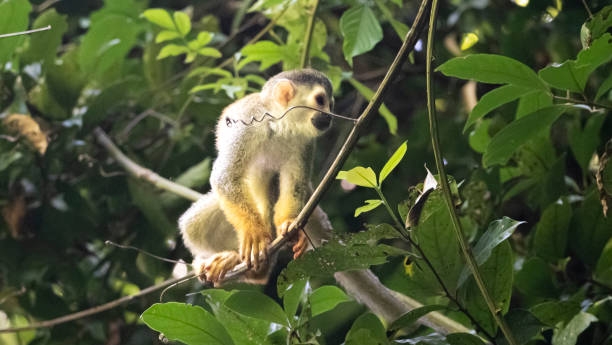 istock Central american squirrel monkey perched on a branch in the rainforest 2187416952