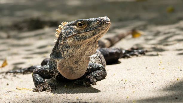istock Spiny-tailed iguana resting on the sand in costa rica 2187416988