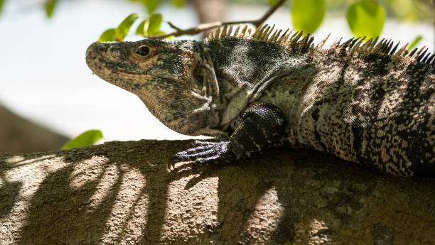 istock Black spiny-tailed iguana resting on a tree branch in costa rica 2187416990