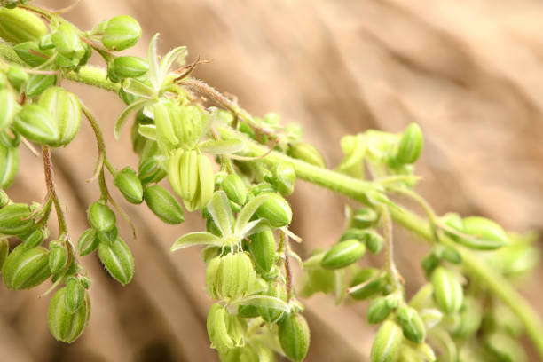 istock Cannabis flowers, side view isolated on brown. 2187417092