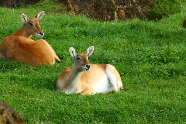 istock Cobo Lichi antelope, calmly resting and eating outdoors in nature 2187417209