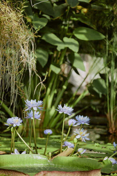 Vertical no people shot of aquatic plant with blue flowers growing in pond in botanical garden, copy space