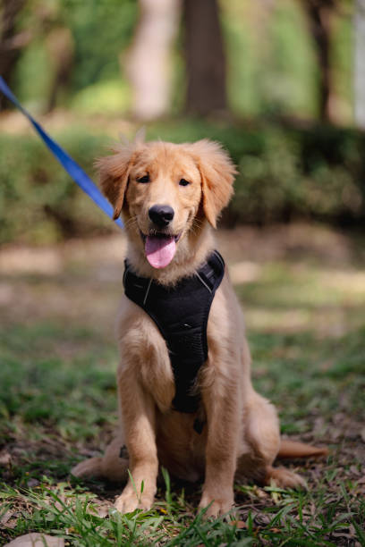 istock Golden Retriever Puppy 2187418757