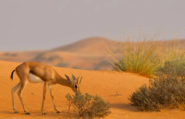 istock Sand Gazelle in the desert 2187419397