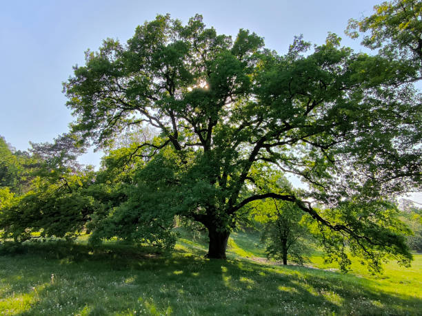 istock oak tree in the spring growing in the park and forest 2187420509