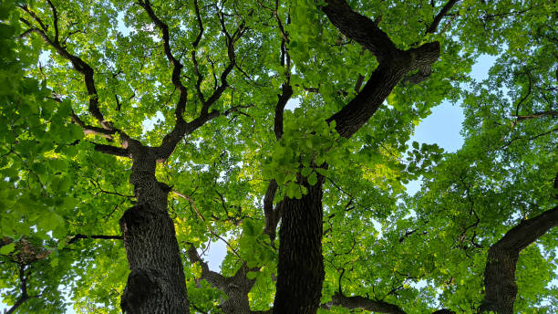 istock oak tree in the spring growing in the park and forest 2187420518