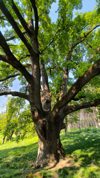 istock oak tree in the spring growing in the park and forest 2187420519