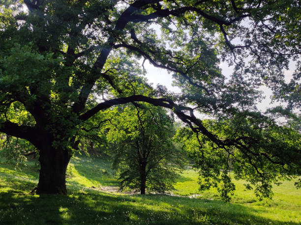oak tree with young green leaves