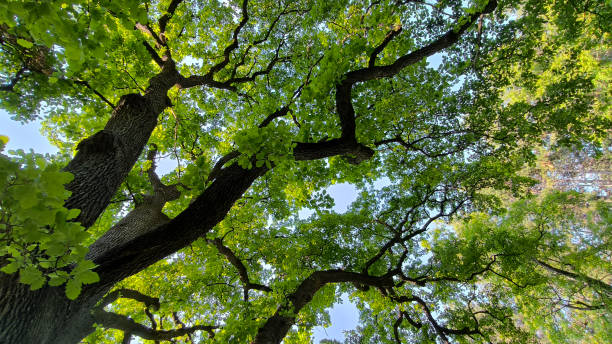 istock oak tree in the spring growing in the park and forest 2187420524