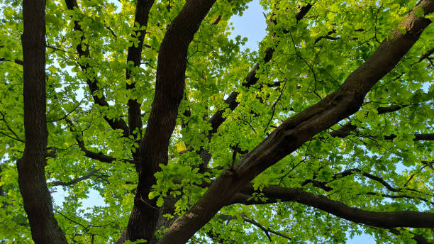 istock oak tree in the spring growing in the park and forest 2187420619