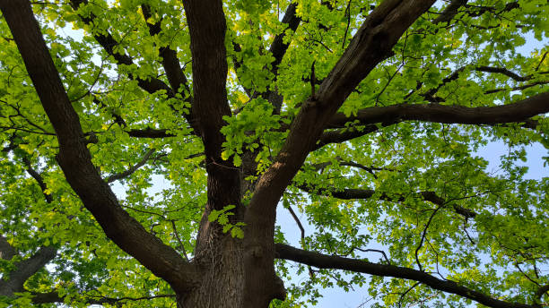 istock oak tree in the spring growing in the park and forest 2187420623