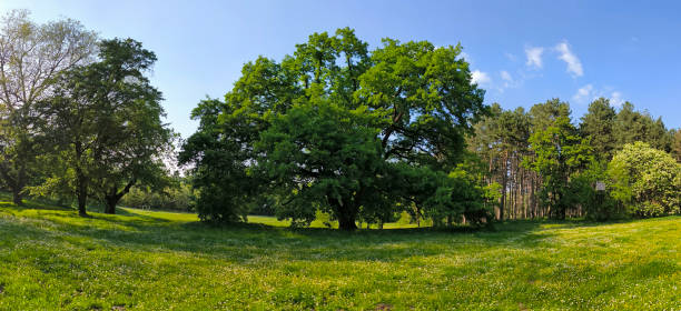 istock oak tree in the spring growing in the park and forest 2187420671