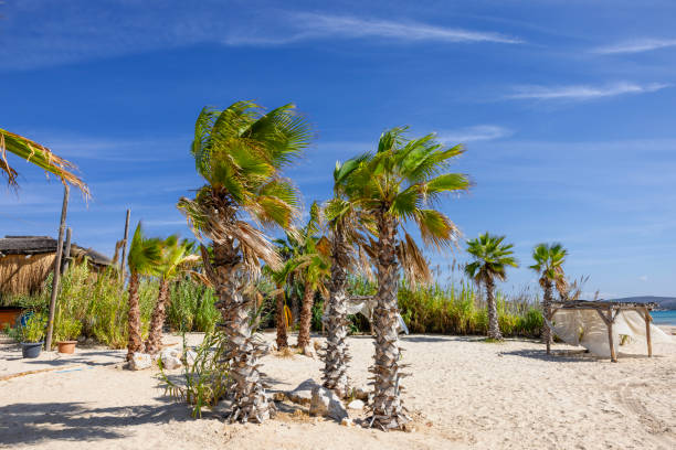 Palm trees and white sand in a tropical beach