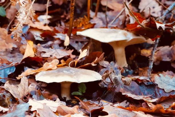 istock Wild mushrooms in the forest 2187420920