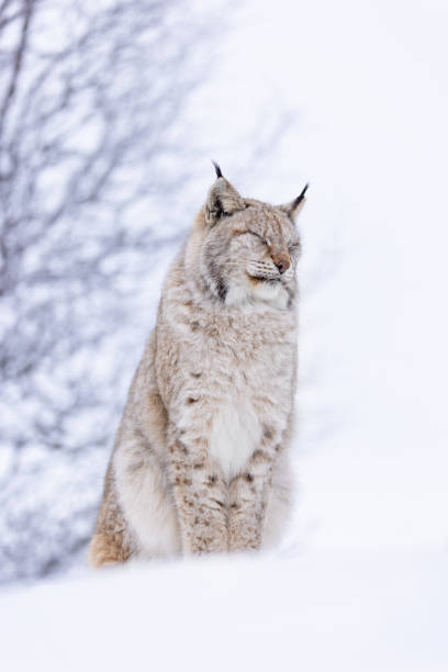 istock Majestic lynx resting in snow-covered Scandinavian wilderness 2187420980