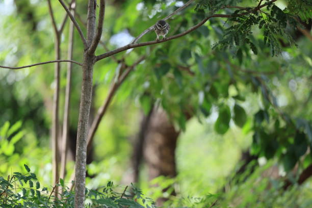 istock Owl Bird in the park 2187421716