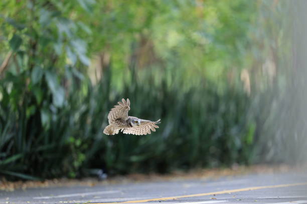 Wildlife photograhy.