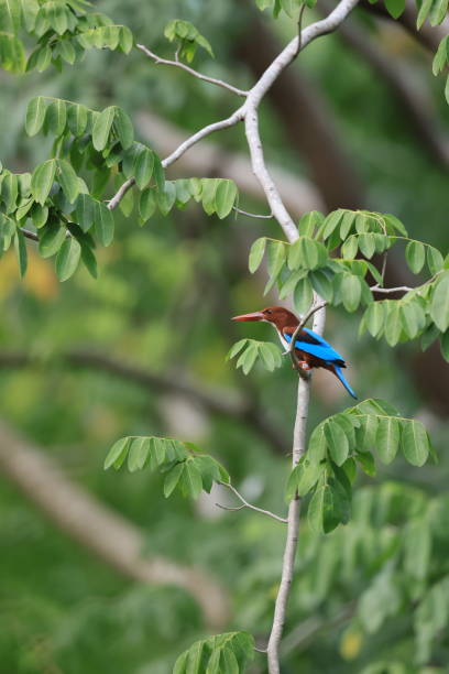istock White-throated Kingfisher Bird 2187421843
