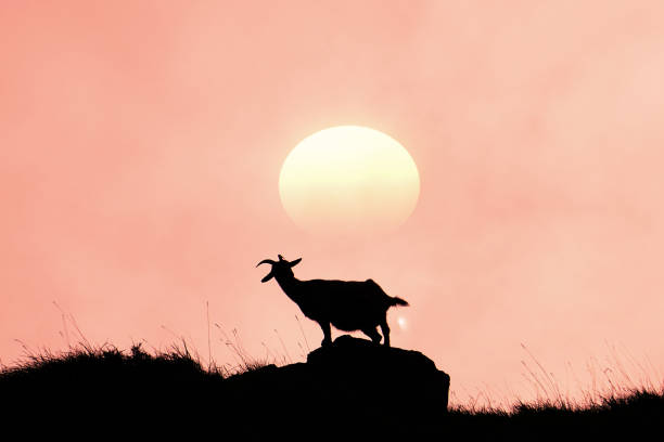 istock mountain goat on mountain rocks at sunset 2187422591
