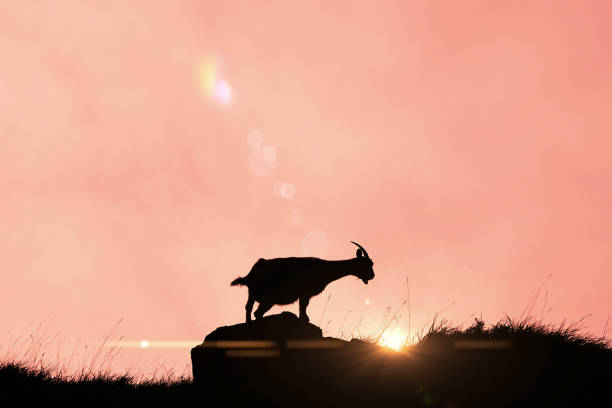 istock mountain goat on mountain rocks at sunset 2187422592