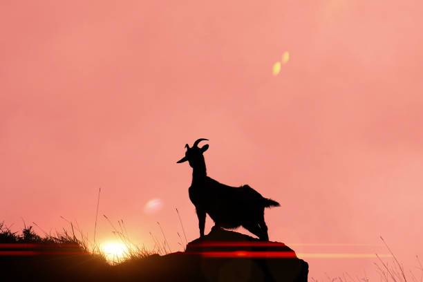 istock mountain goat on mountain rocks at sunset 2187422595