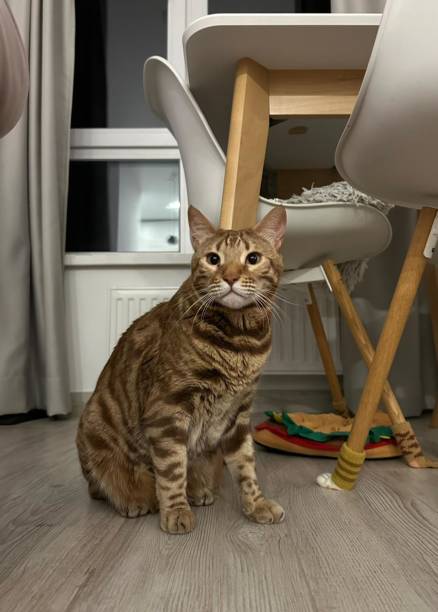 istock Bengal cat sitting on the floor at home 2187424390